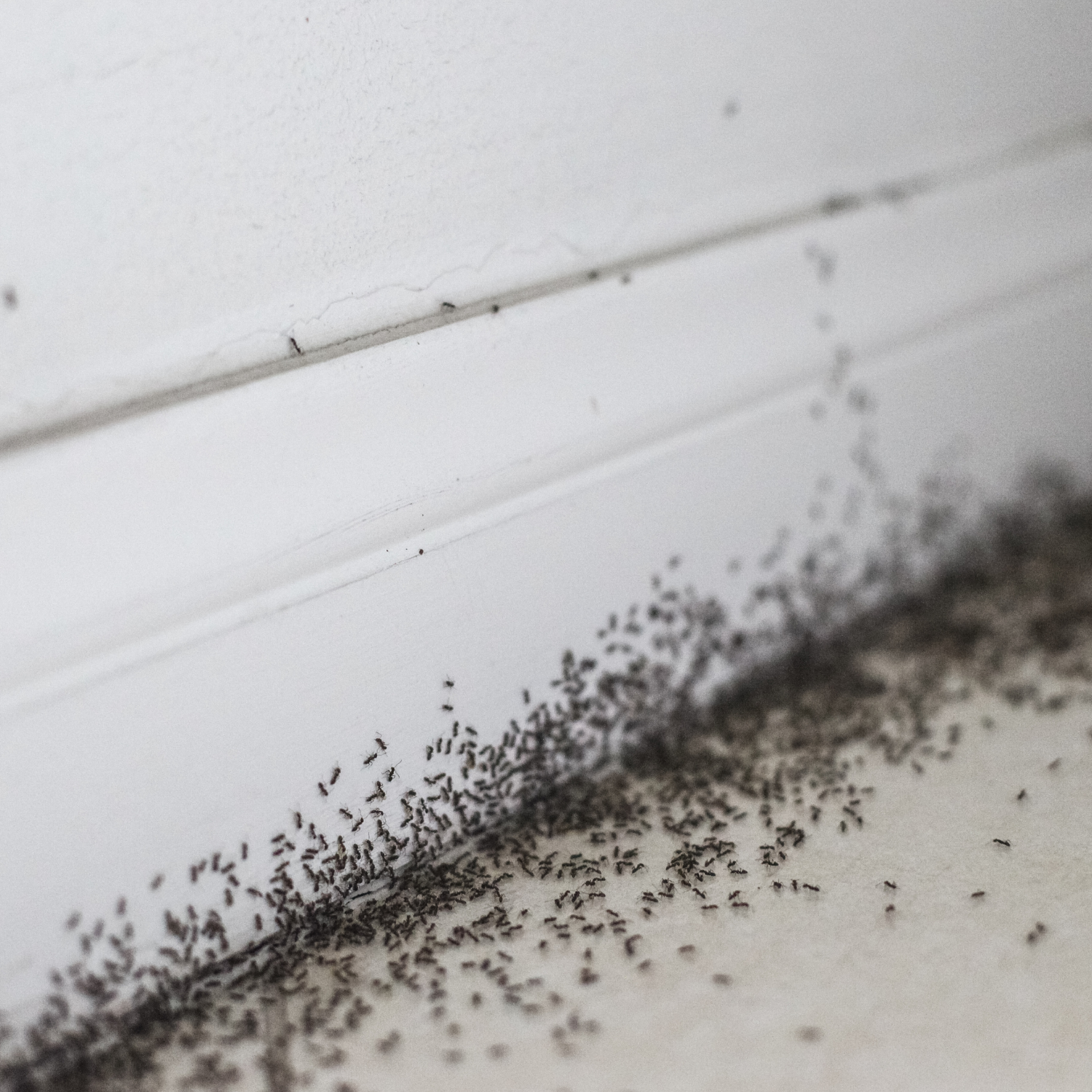 Ant Control in Sioux City