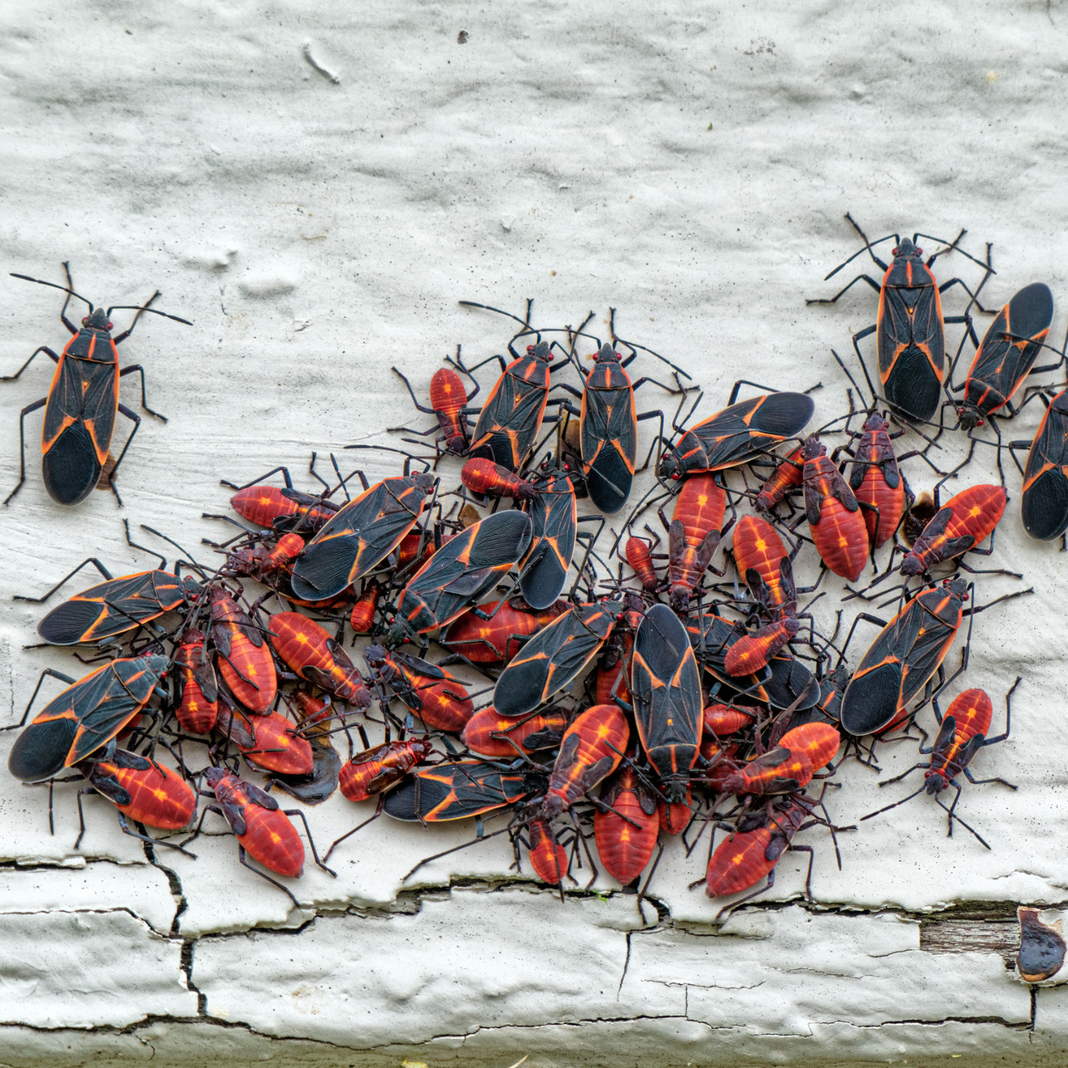 Box Elder Bug Control in Sioux City