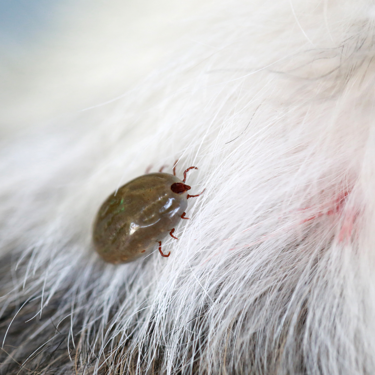 Flea and Tick Control in Sioux City