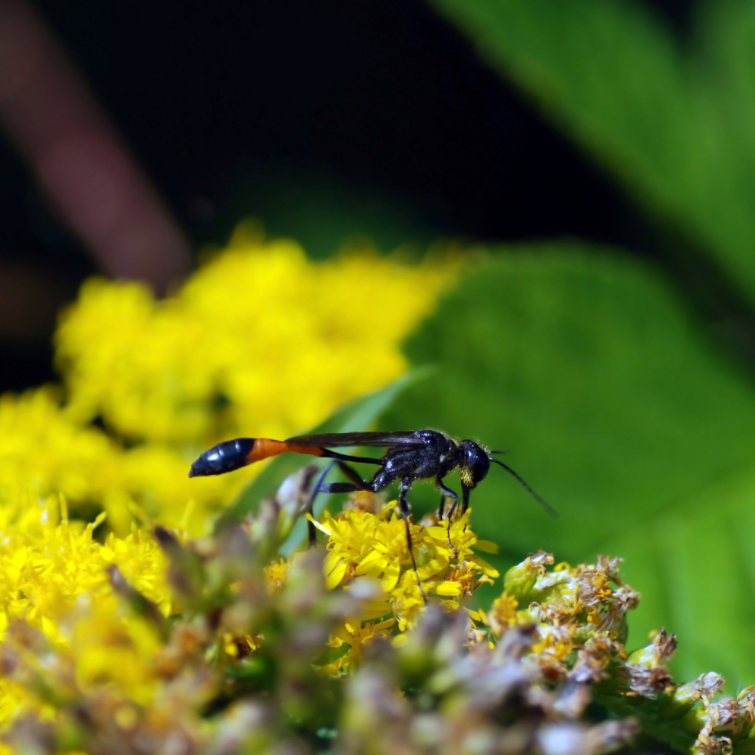 Mud Dauber Control in Sioux City