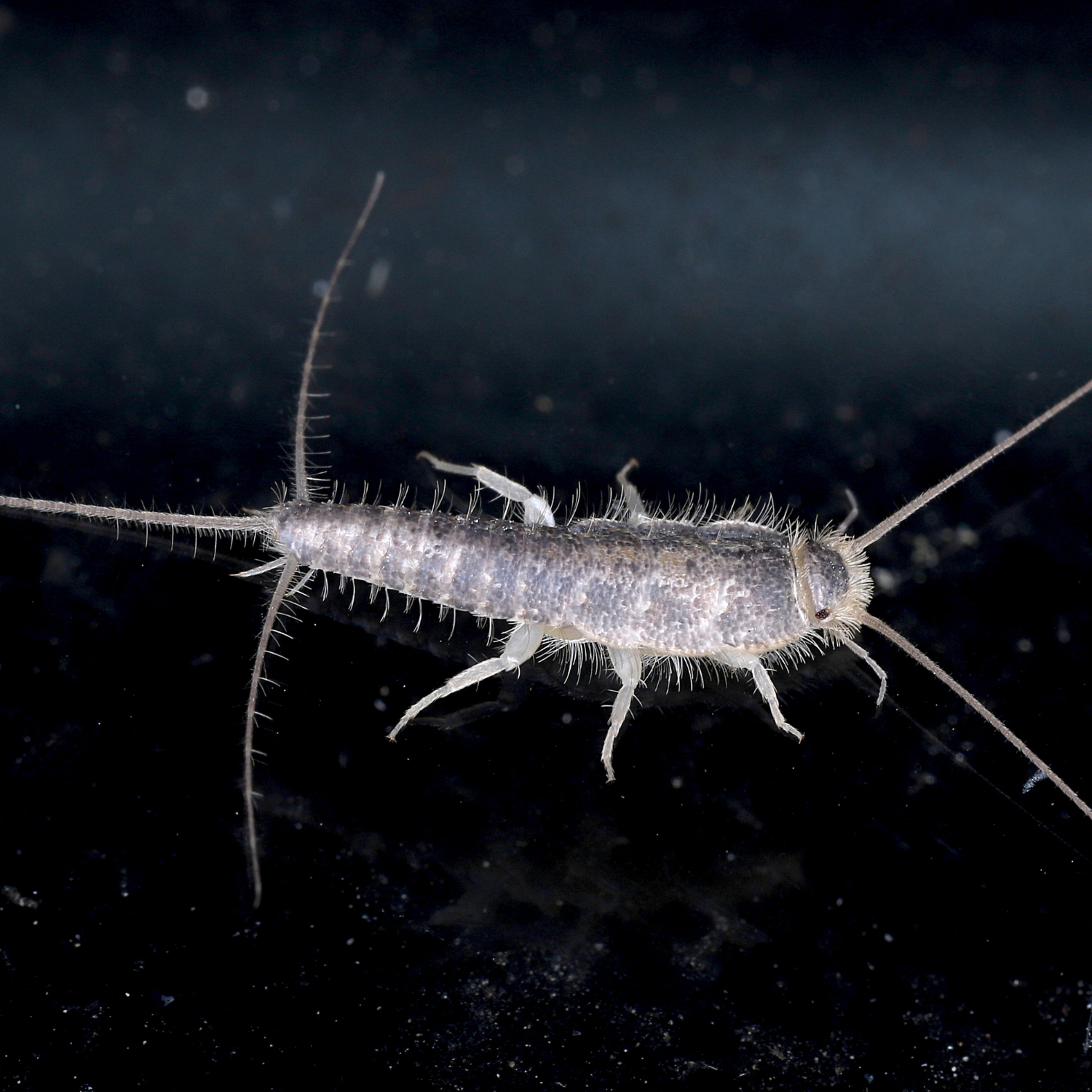 Silverfish Control in Sioux City