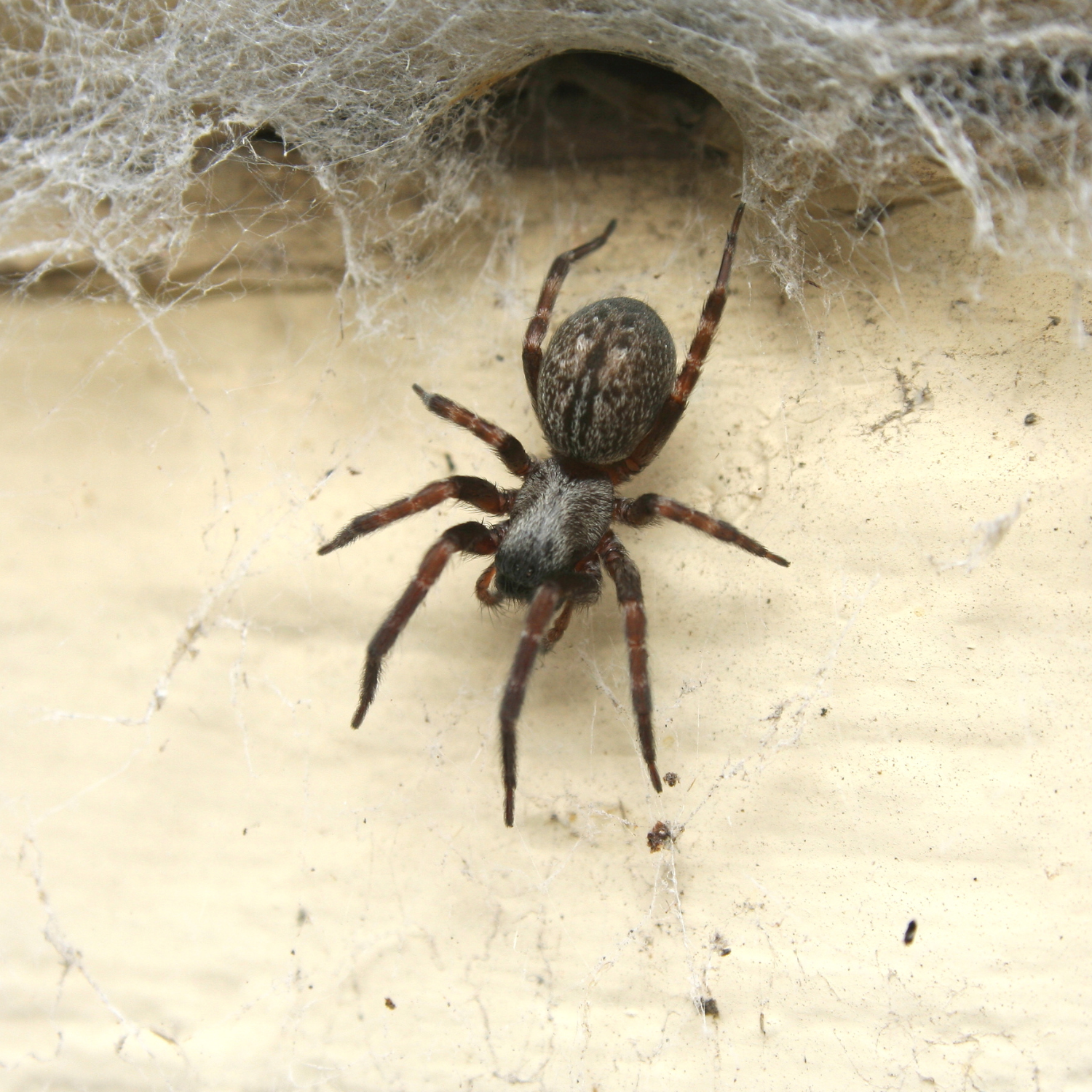 Spider Control in Sioux City