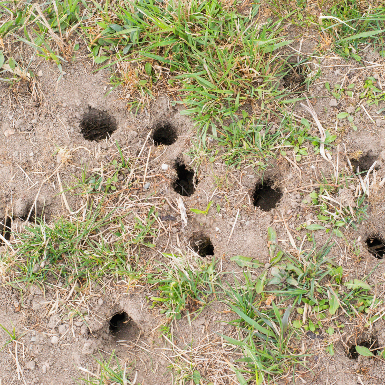 Vole Control in Sioux City