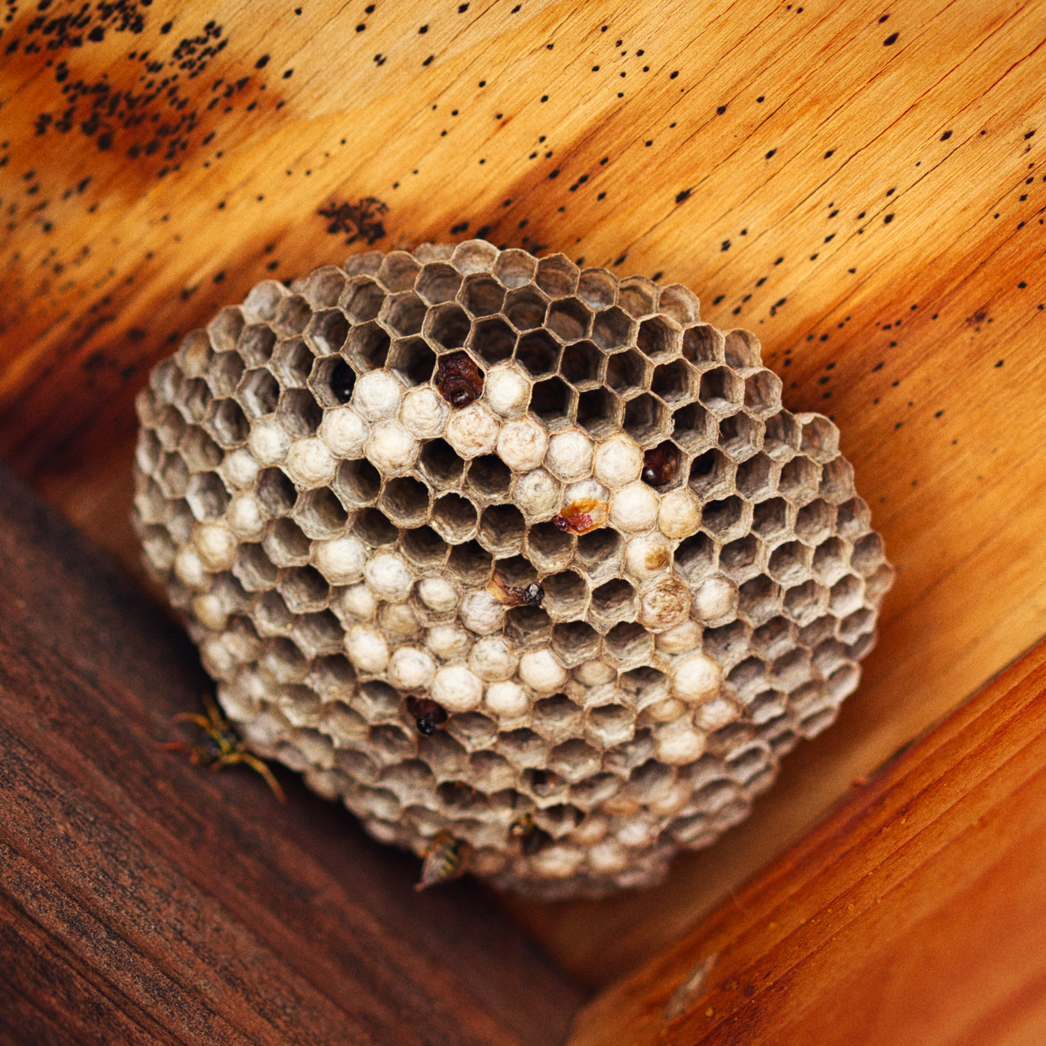 Wasp Control in Sioux City